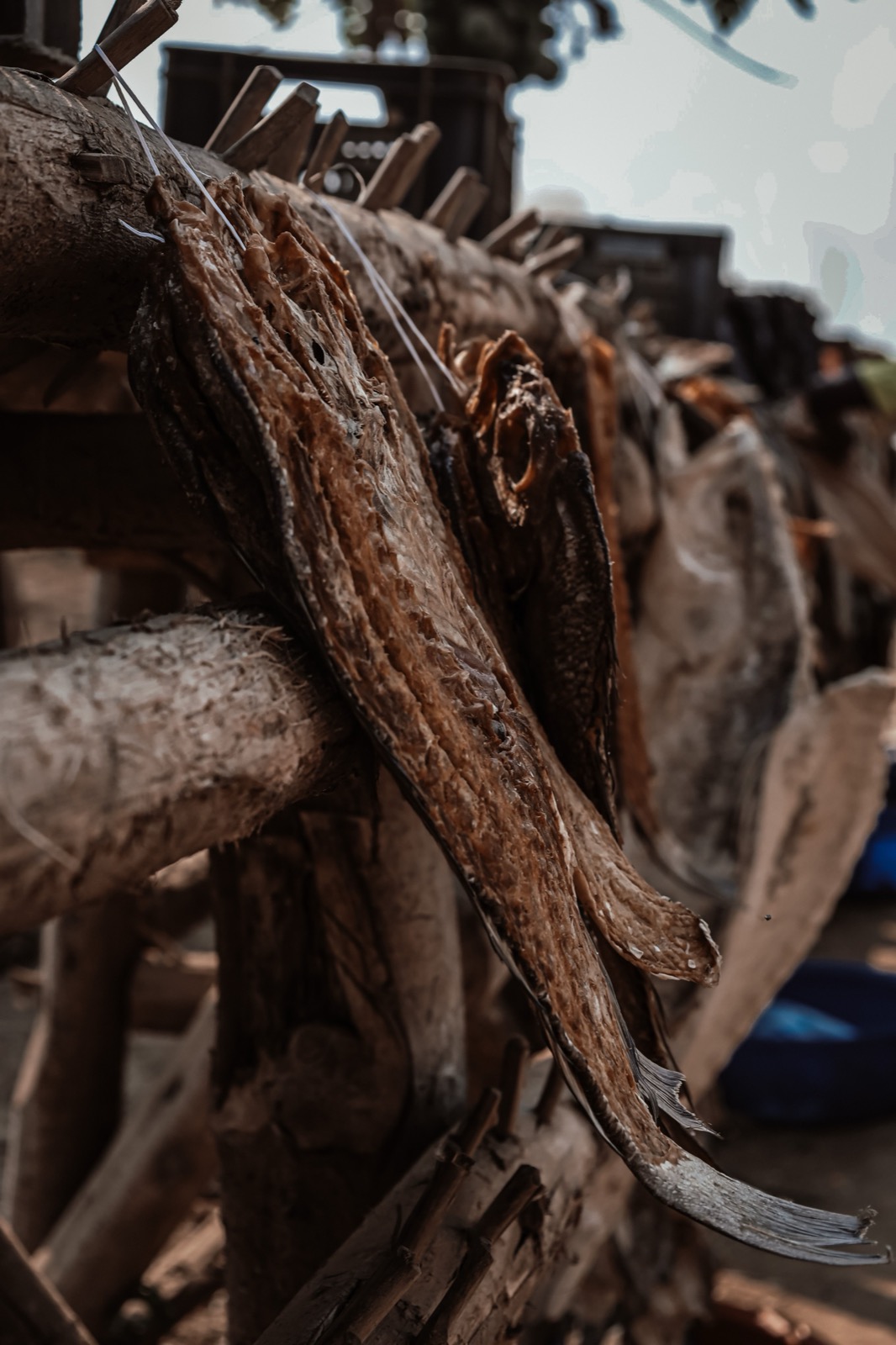 干物の天日干し